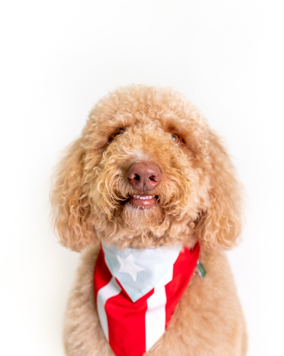 Puerto Rico Pet Bandana
