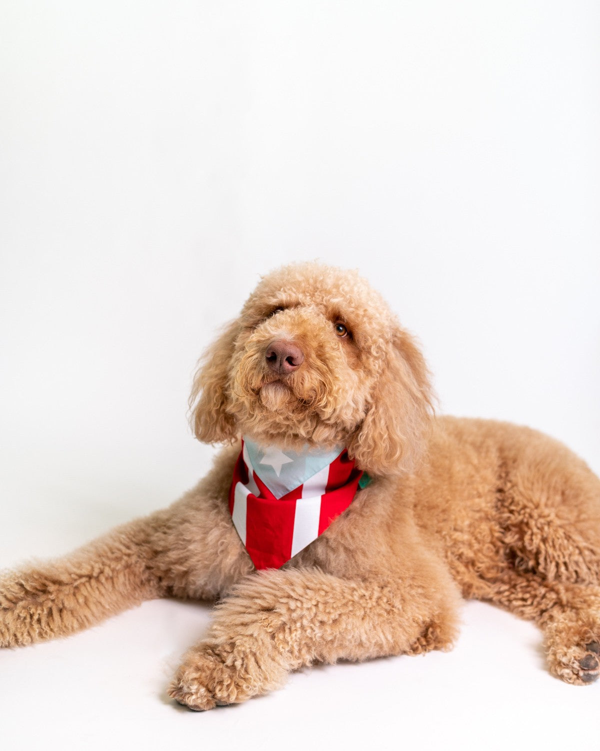 Puerto Rico Pet Bandana