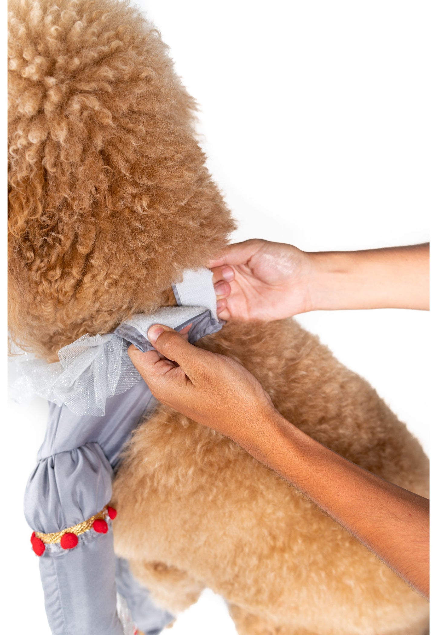 Creepy Clown  Pet Costume