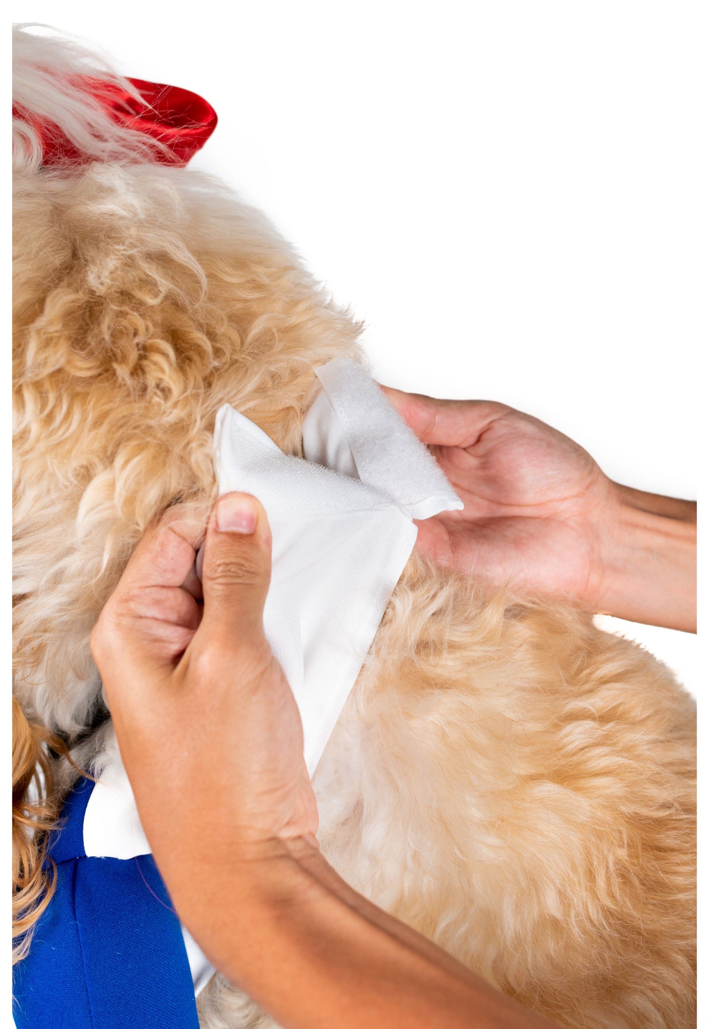 Pawrley Quinn Pet Costume