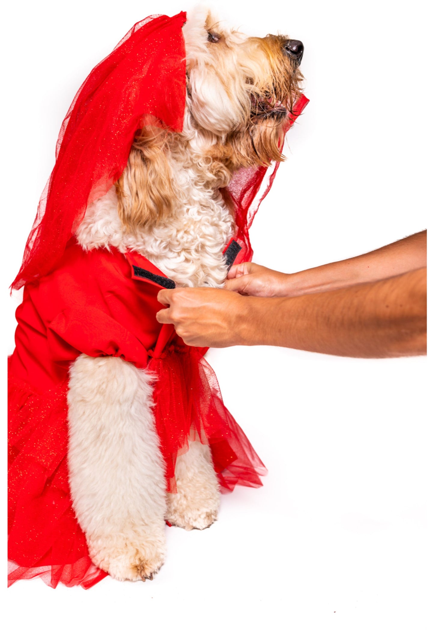 Roja Sangre Lydia Pet Costume