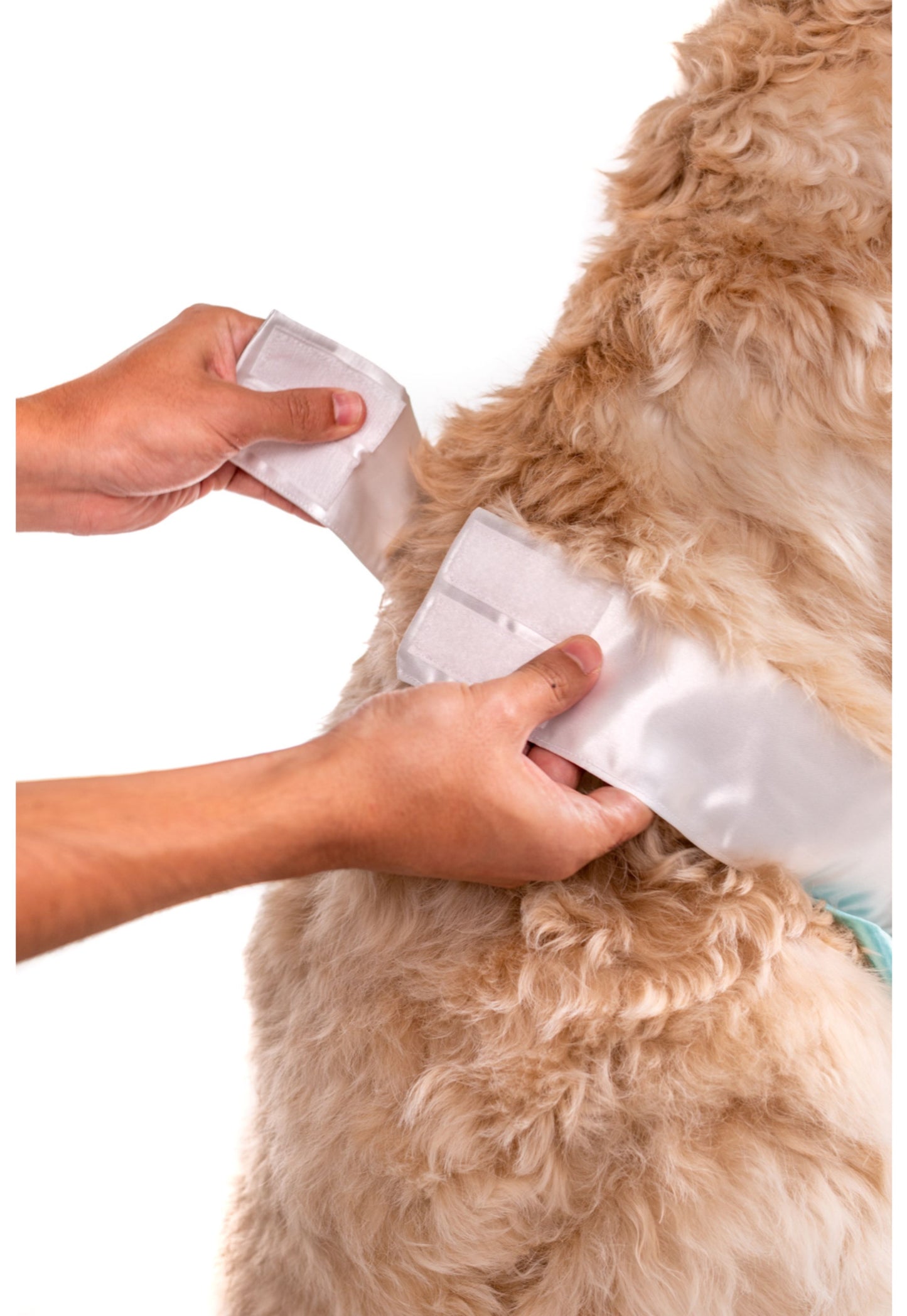 Queen of Agraba Pet Costume