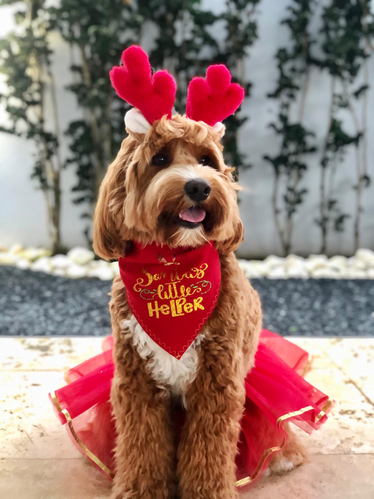 Santa Little Helper Xmas Pet Bandana with Tutu