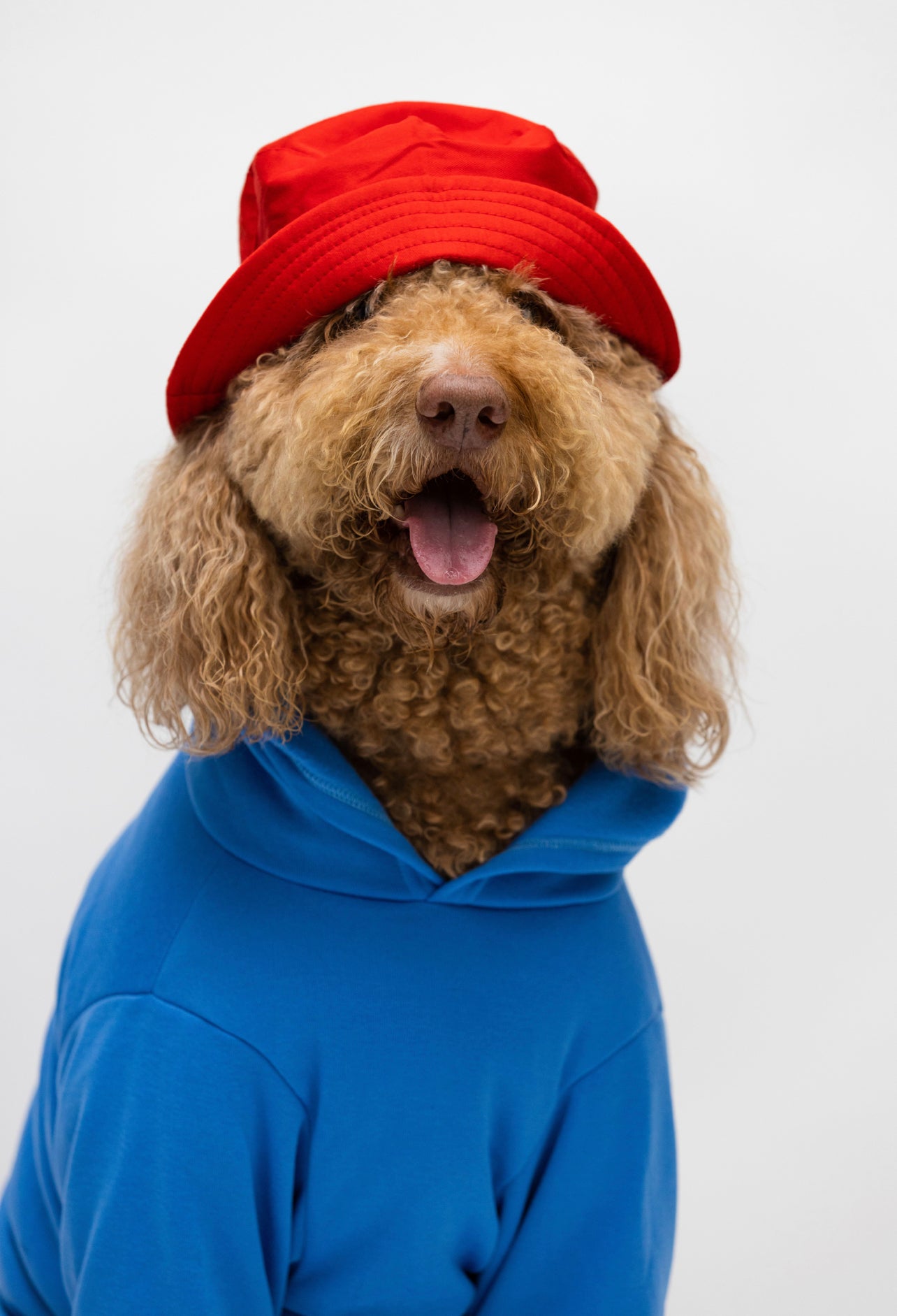 Pawington Pet Costume