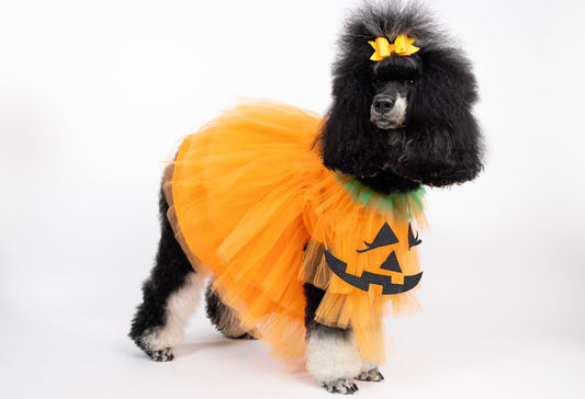 Calabaza Chik Pet Costume