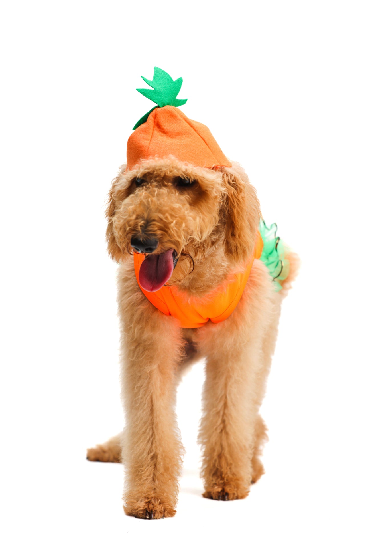 Calabaza Pet Costume