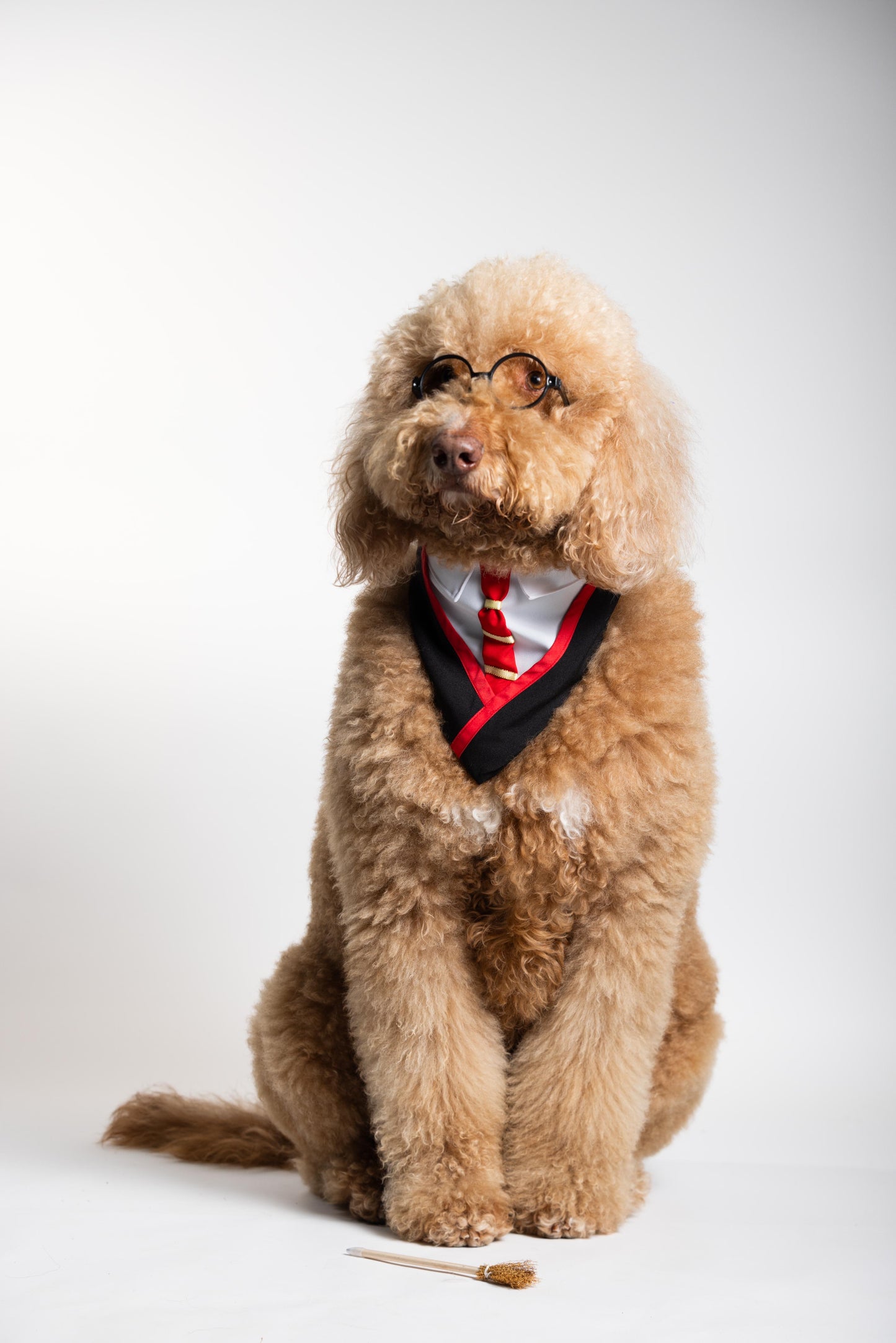 Dog Potter Pet Costume