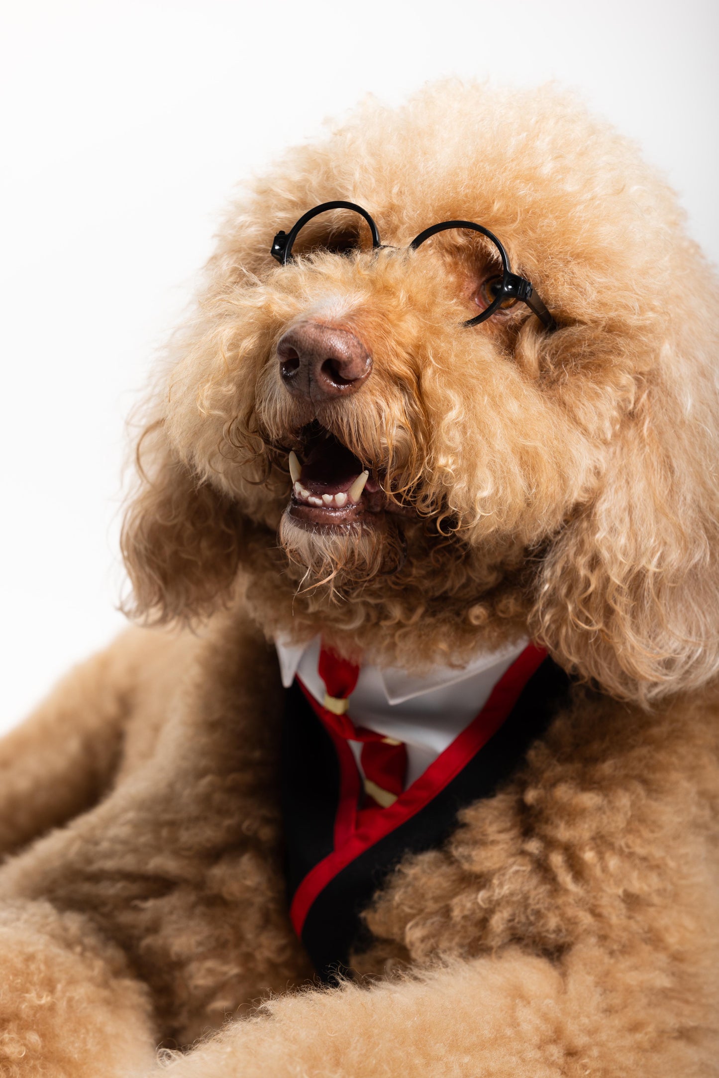Dog Potter Pet Costume