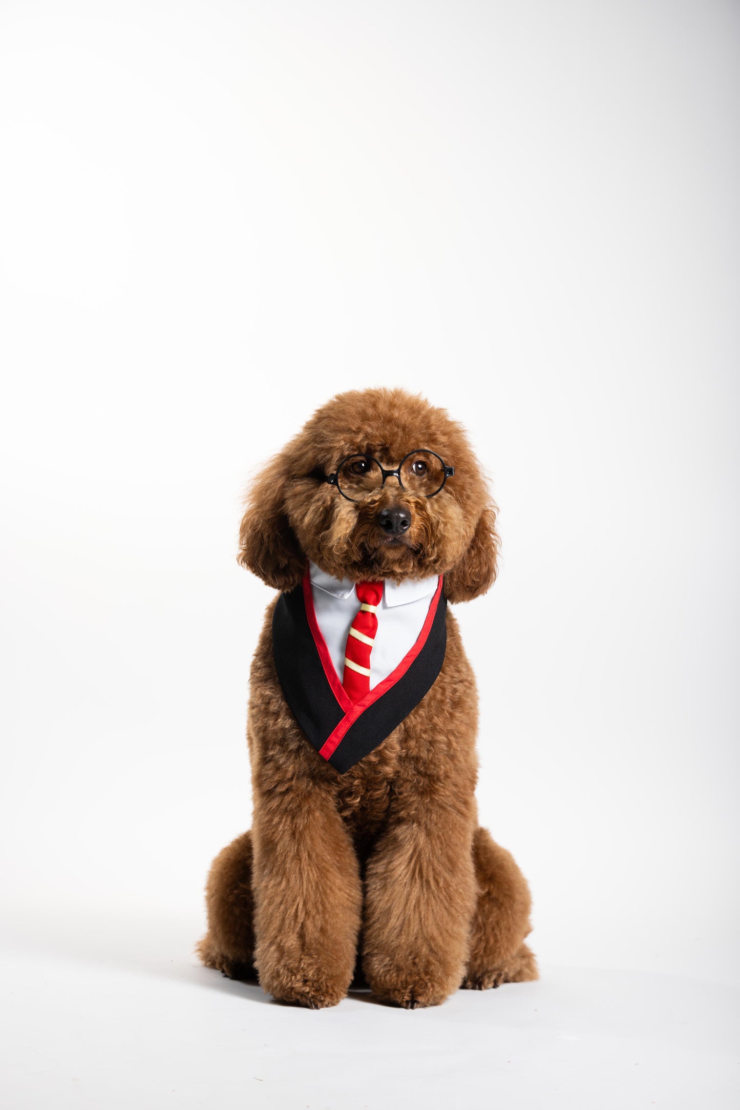 Dog Potter Pet Costume