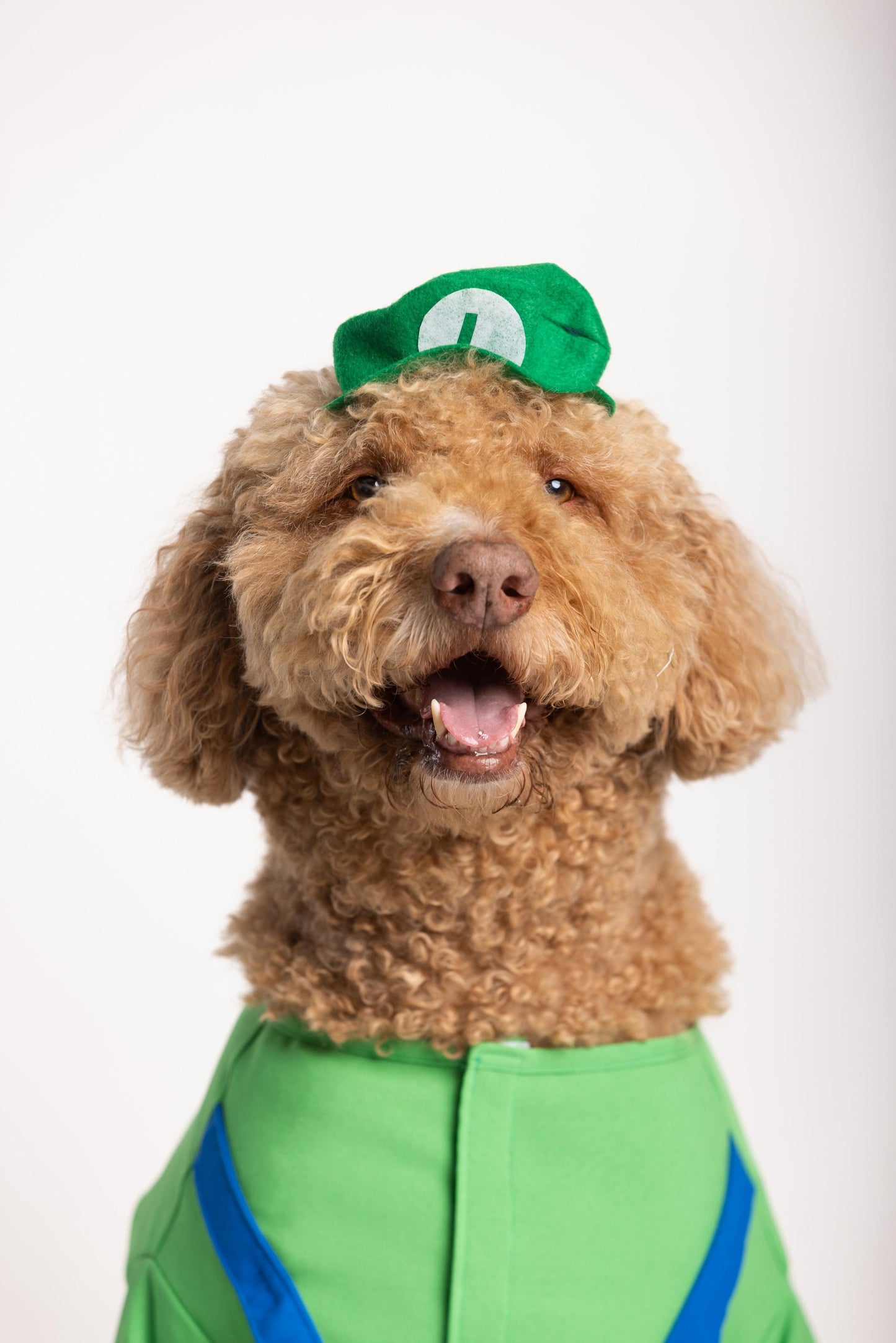 Luigi Pet Costume