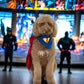 Super Dog