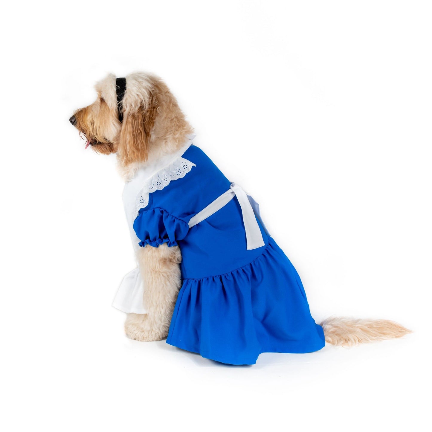 Down the Rabbit Hole Pet Costume