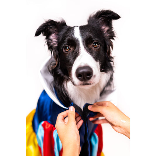 Snow White Pet Costume