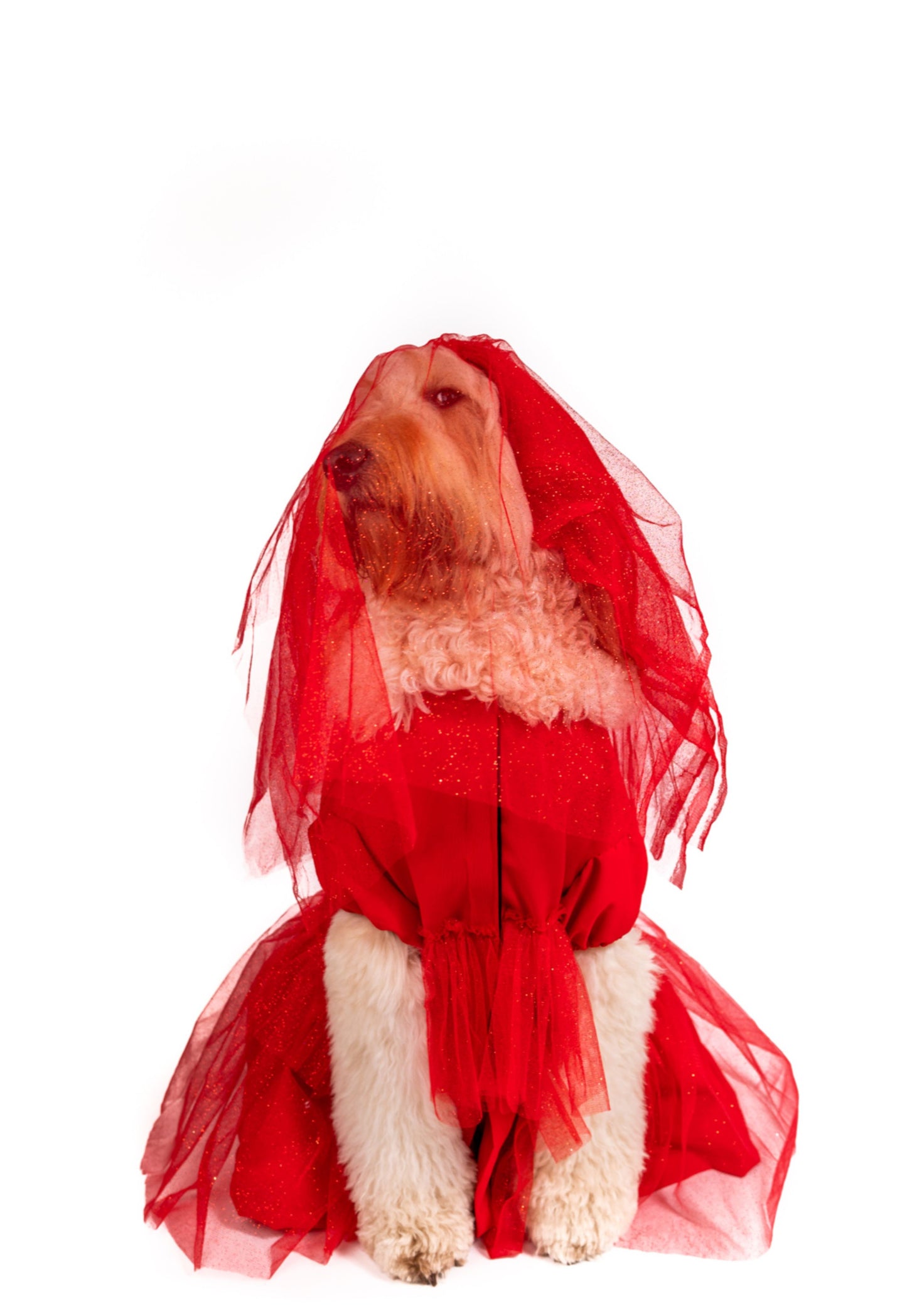 Roja Sangre Lydia Pet Costume