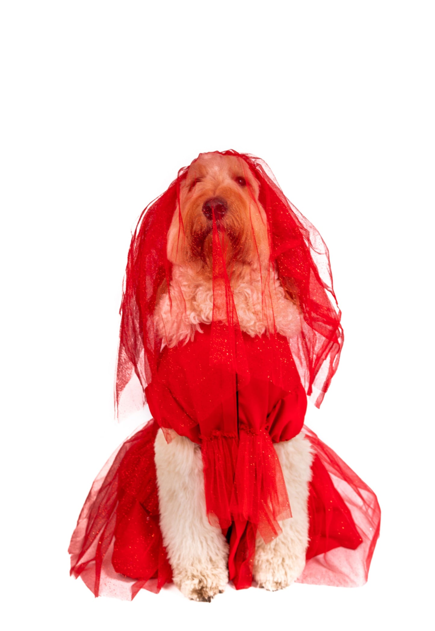 Roja Sangre Lydia Pet Costume