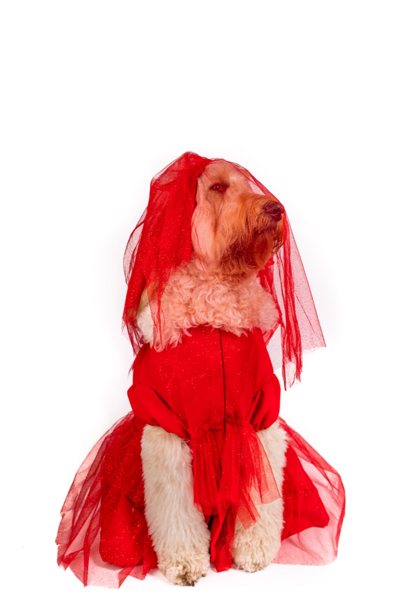 Roja Sangre Lydia Pet Costume