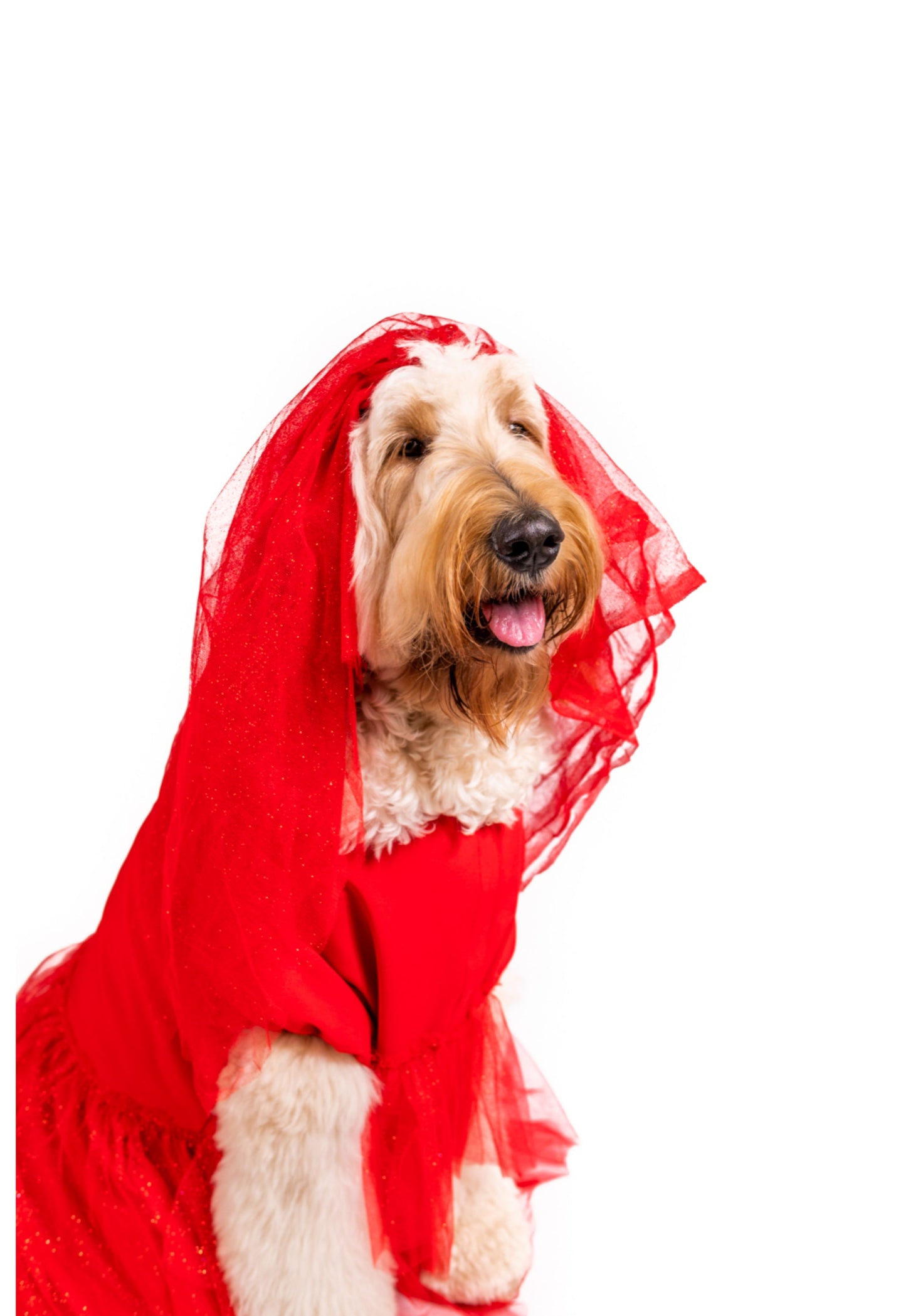 Roja Sangre Lydia Pet Costume