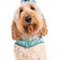 Queen of Agraba Pet Costume