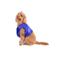 Prince of Thieves Pet Costume
