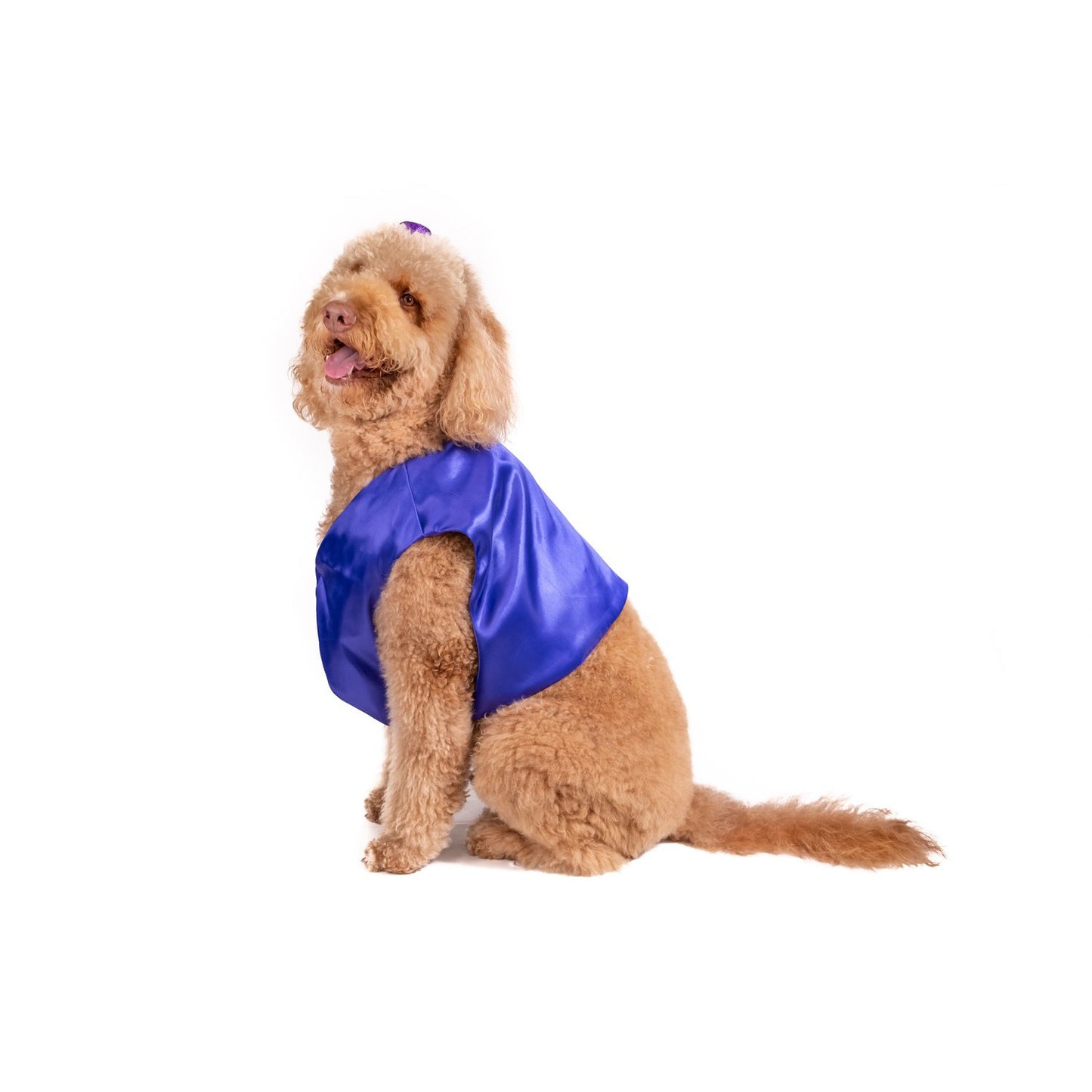 Prince of Thieves Pet Costume