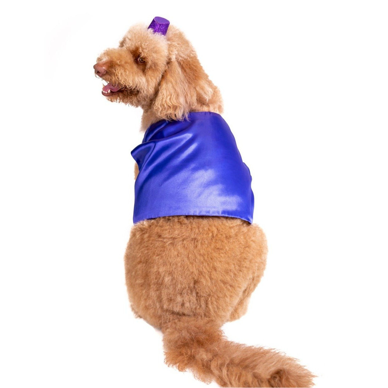 Prince of Thieves Pet Costume