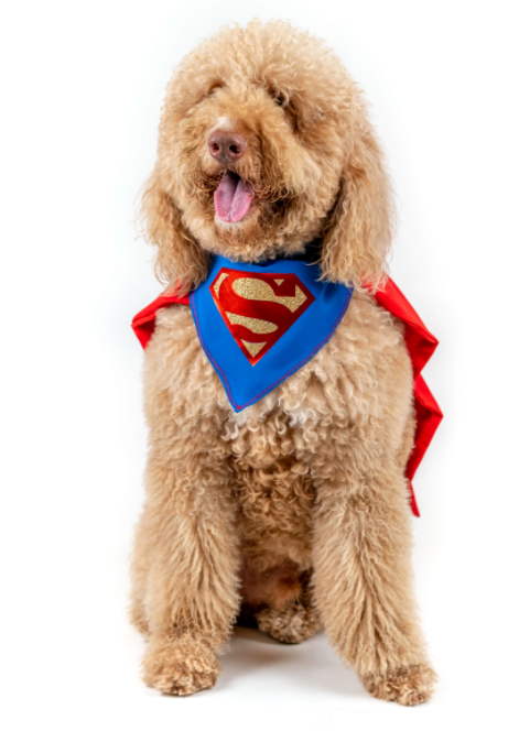 Super Dog Pet Costumes