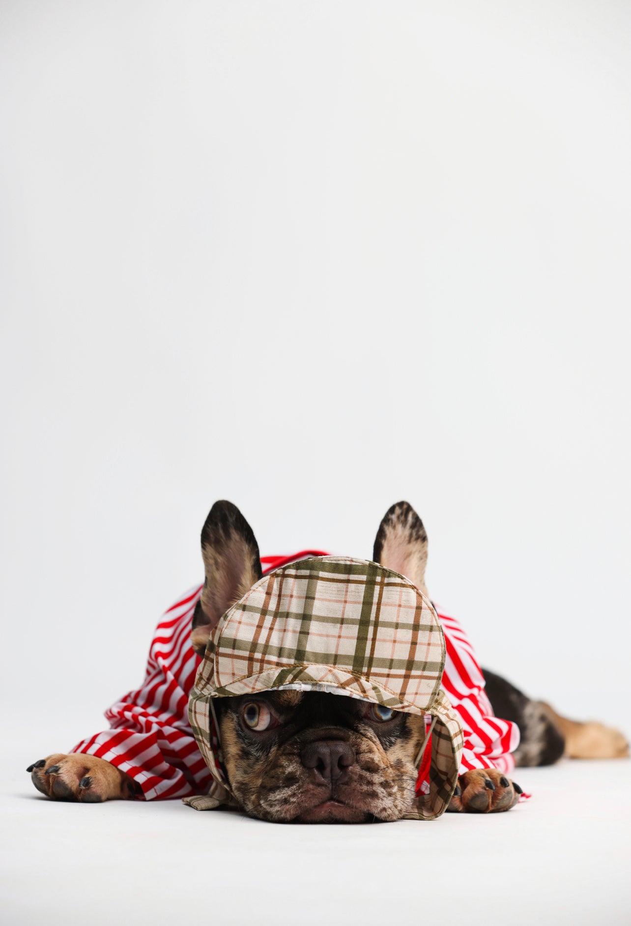 Dogus of eight Pet Costume