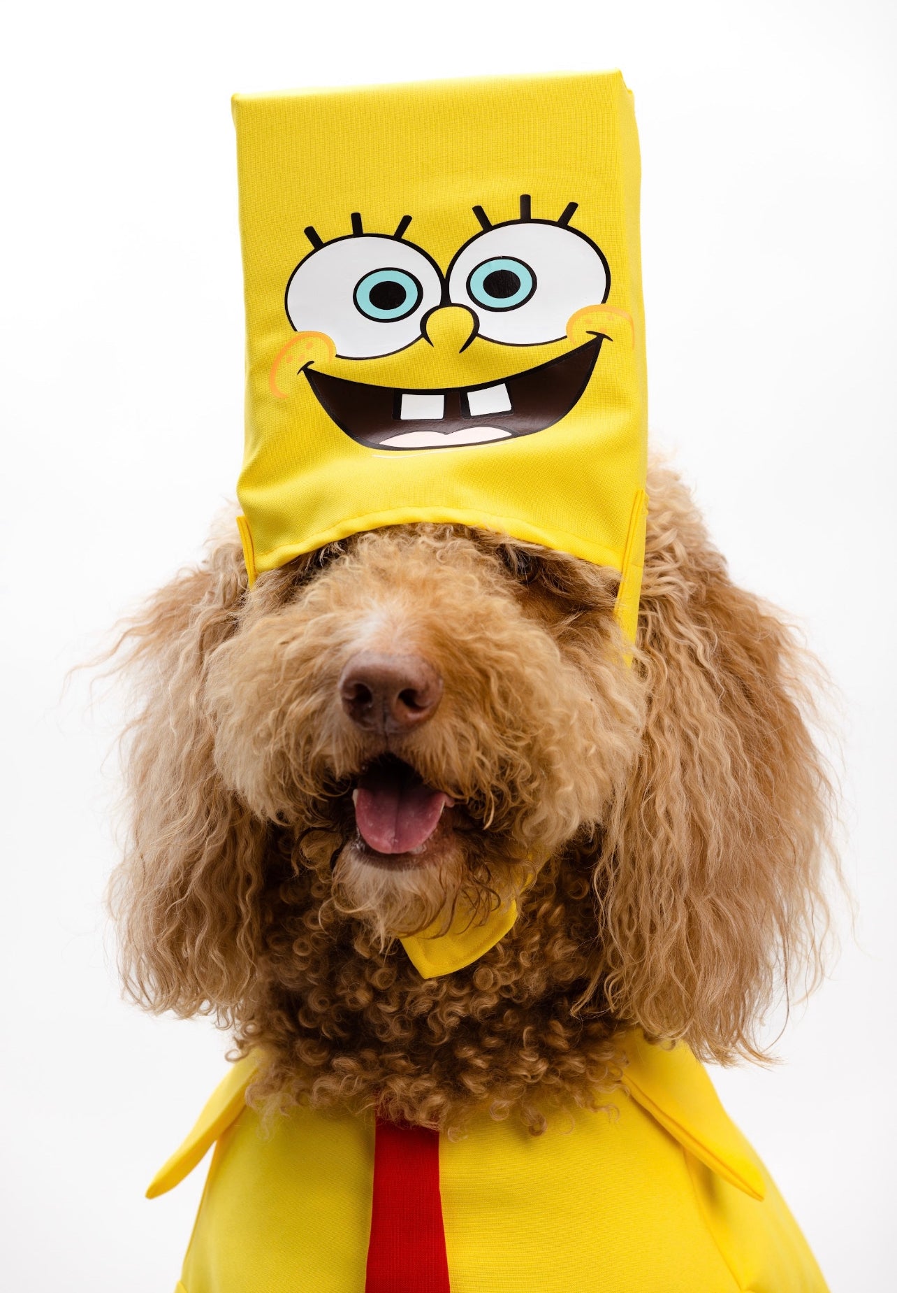 Sponge Pet Costume