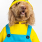 Minions Pet Custome