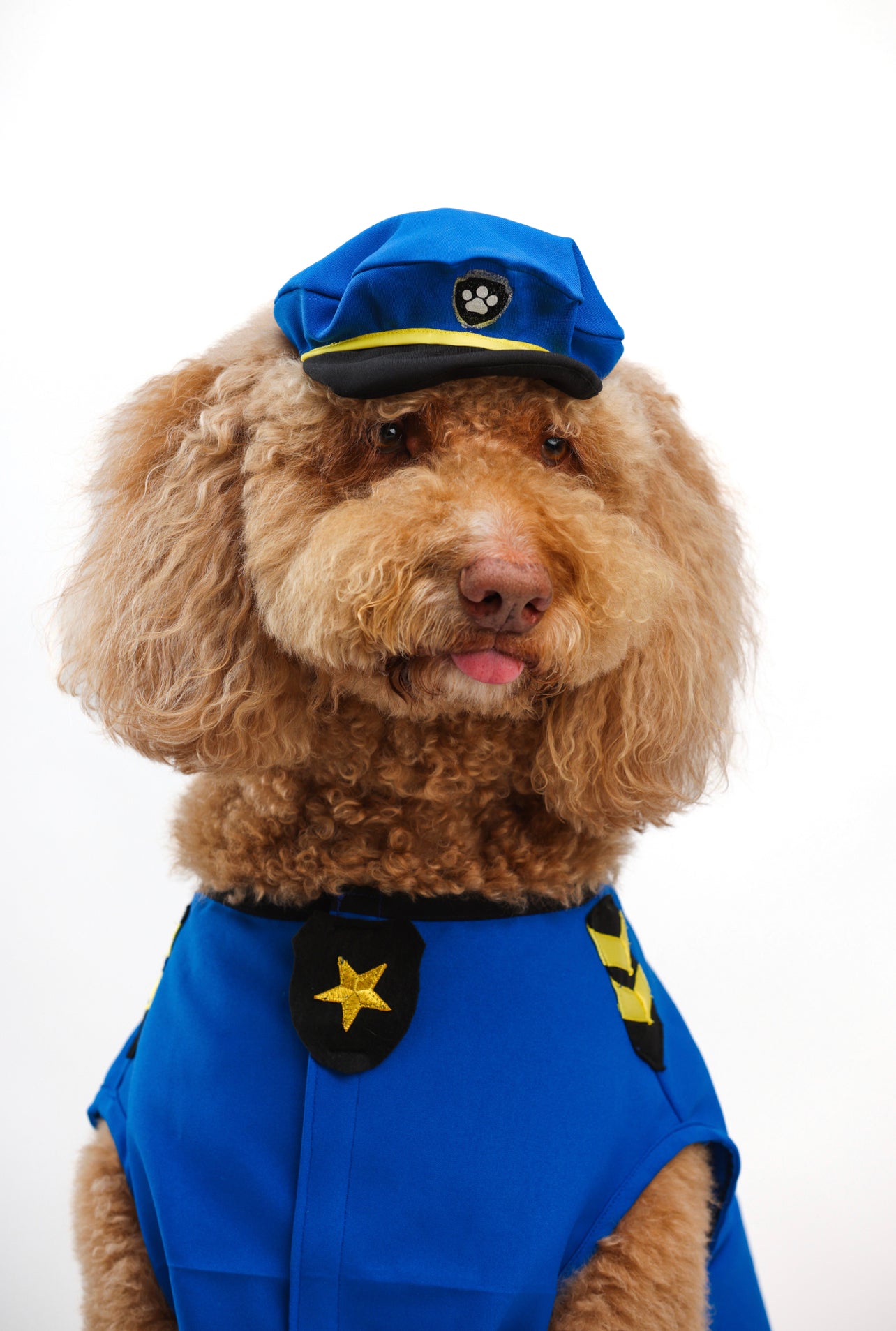Chase Pet Costume