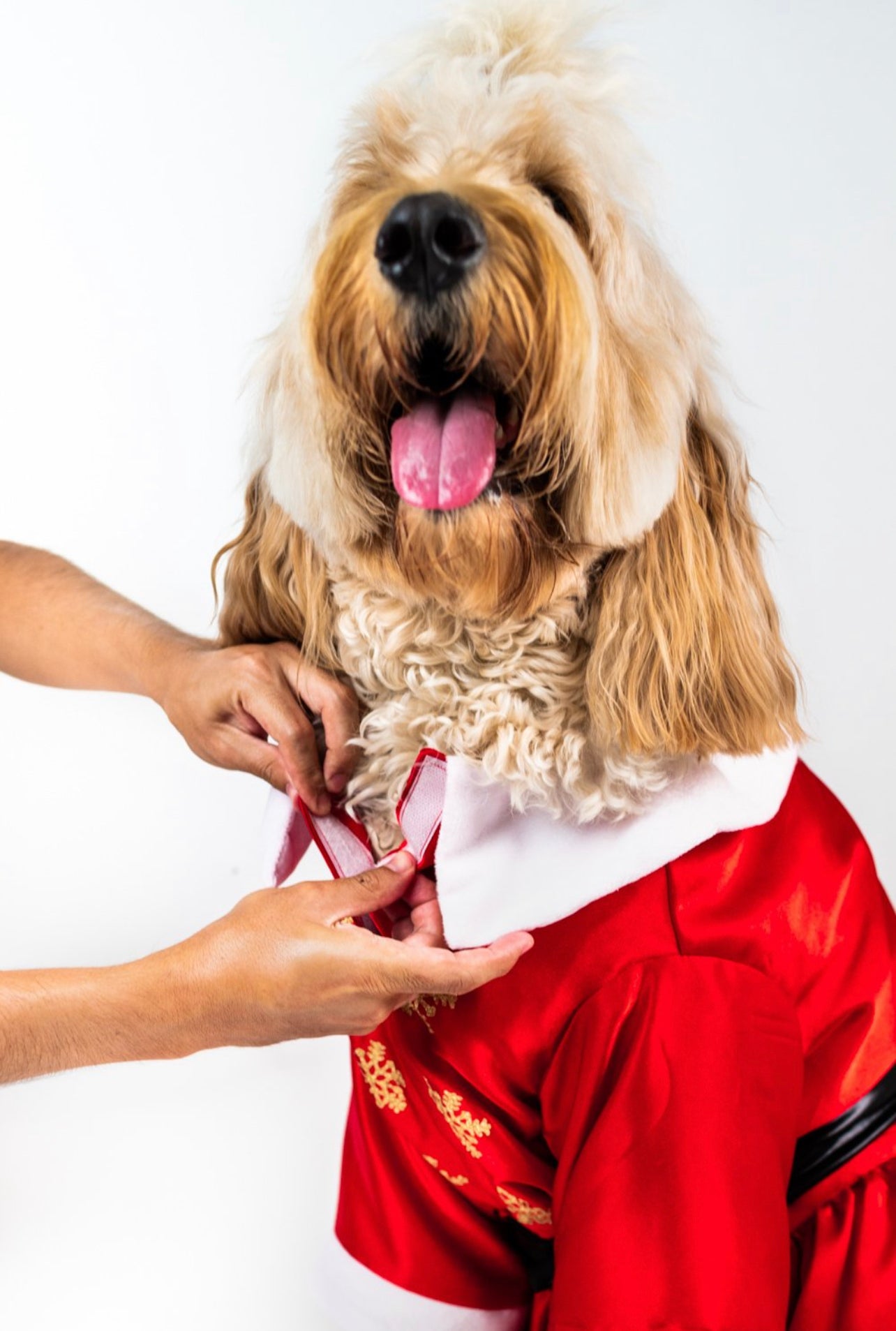 MS Claus Xmas Pet Costume