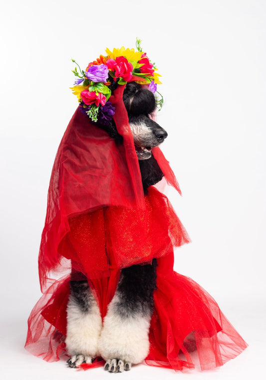 Catrina Pet Custome