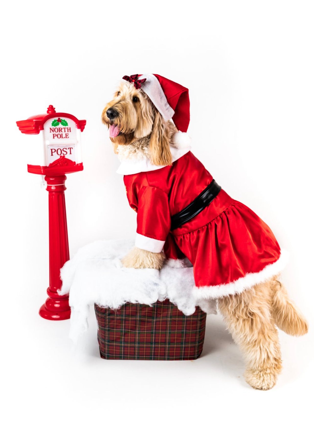 MS Claus Xmas Pet Costume