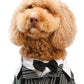 Paws Bride