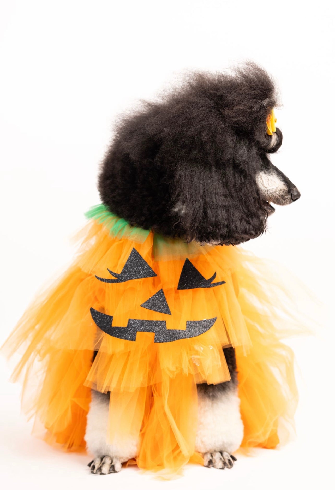 Calabaza Chik Pet Costume