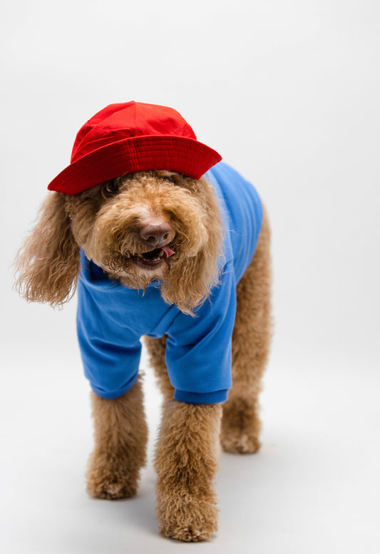 Pawington  Pet Costume