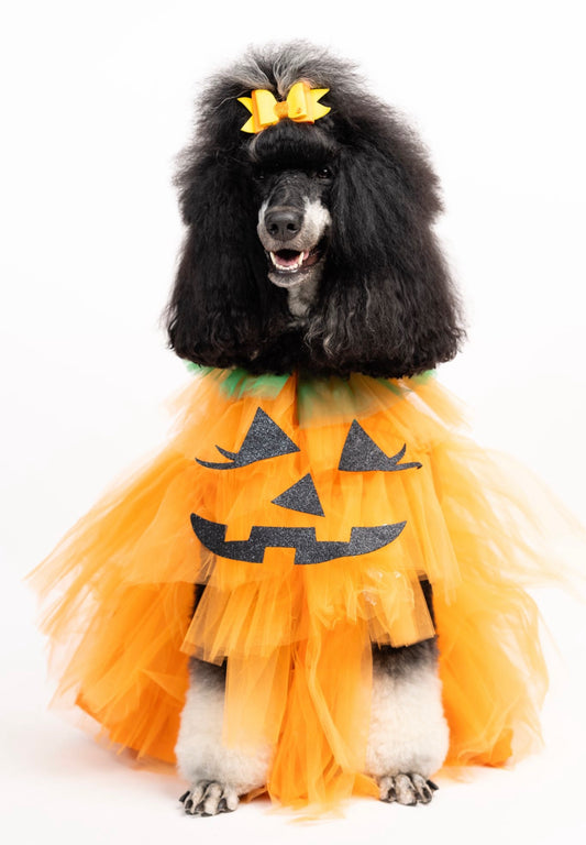 Calabaza Chik Pet Costume