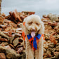 Fred Flinststone Pet Custome